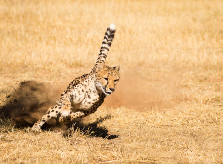Cheetah Run