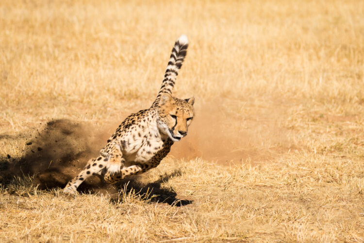 Cheetah View Lodge