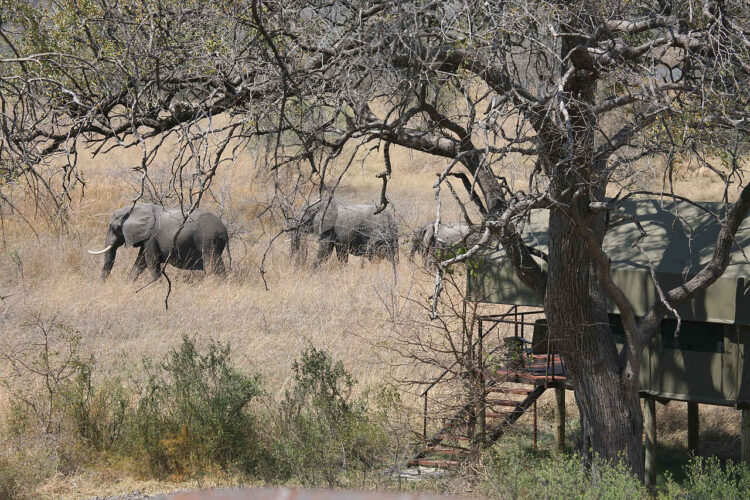 Nkasa Lupala Tented Lodge