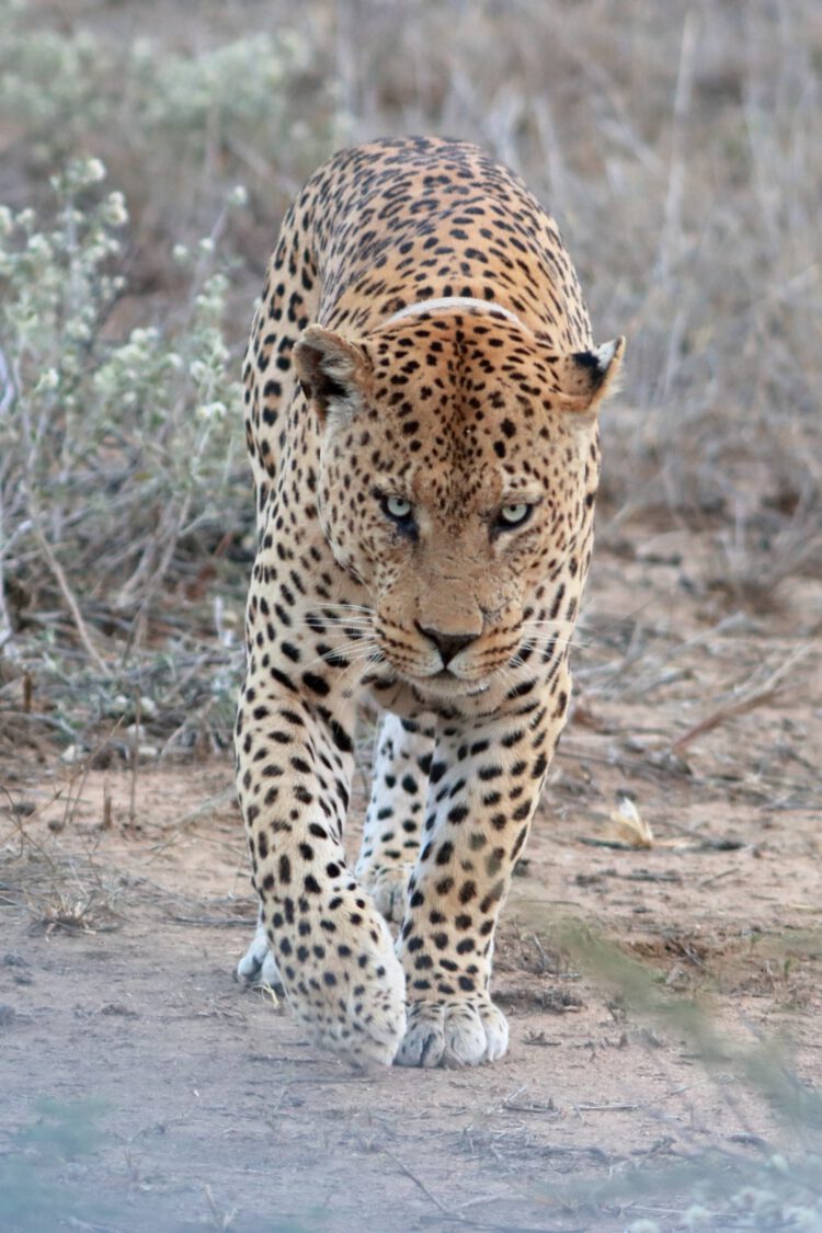 Okonjima – AfriCat